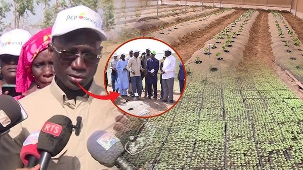 Engrais à 1 000 FCFA le sac : l’État du Sénégal lance une subvention record pour la campagne agricole 2025/2026