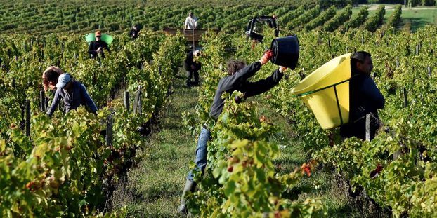 Aprés le gaz et le pétrole, le Sénégal va produire du vin