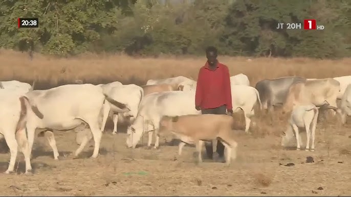 Vol de bétail : Le Sénégal subit une perte annuelle de près de 2 milliards de francs Cfa