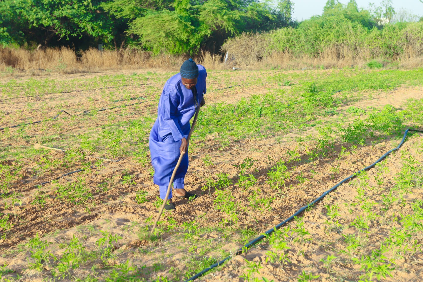 PROMOTION DE L’AGRICULTURE | UN PROJET DE COOPÉRATIVES POUR LES DAARAS ET LES DIPLÔMÉS EN LANGUE ARABE