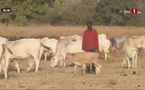 Vol de bétail : Le Sénégal subit une perte annuelle de près de 2 milliards de francs Cfa