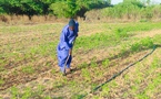 PROMOTION DE L’AGRICULTURE | UN PROJET DE COOPÉRATIVES POUR LES DAARAS ET LES DIPLÔMÉS EN LANGUE ARABE