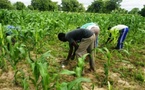 Engrais à 1 000 FCFA le sac : l’État du Sénégal lance une subvention record pour la campagne agricole 2025/2026