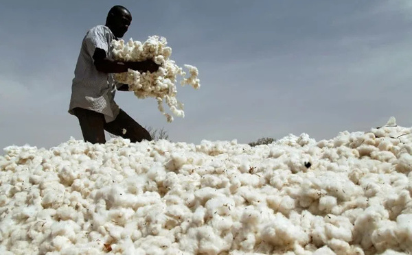 Filière coton : Le Sénégal vise une production record de 25 000 tonnes en 2025